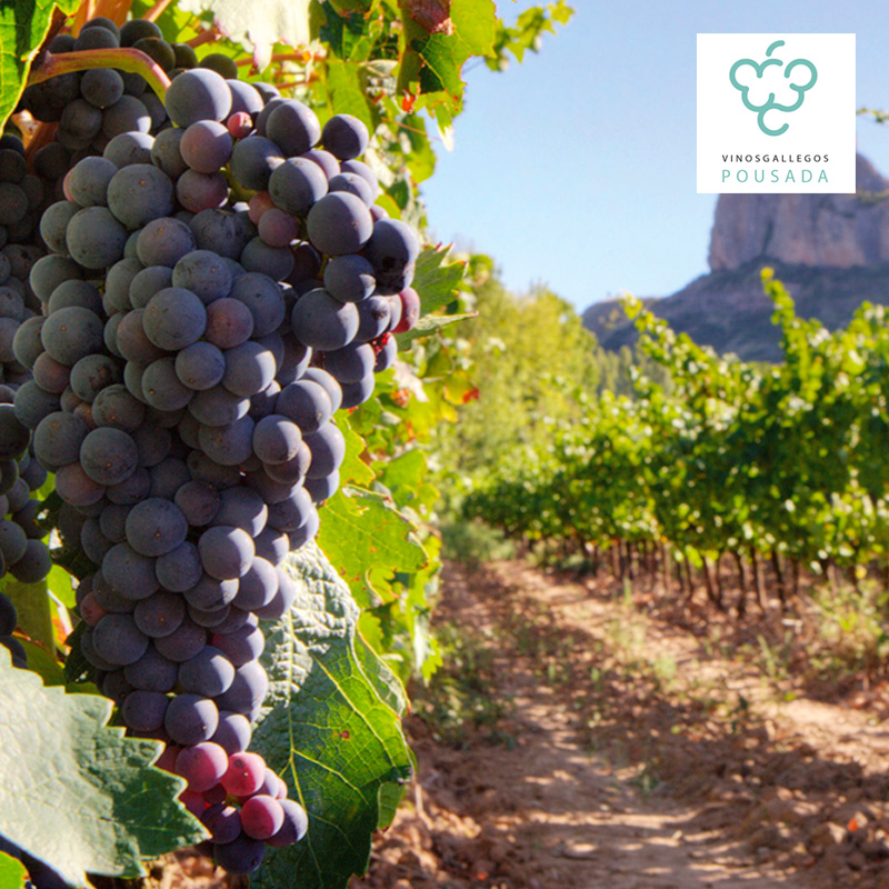 02-don-paulino-rioja