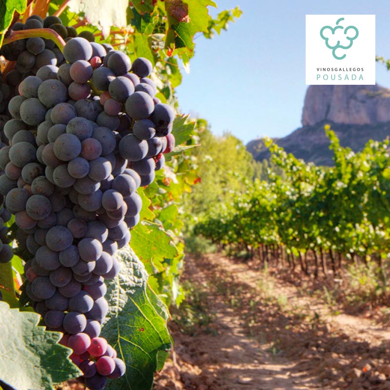 comprar vino torremoron